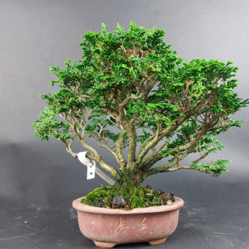 Preview: Bonsai - Scheinzypresse, Chamaecyparis obtusa Hinoki